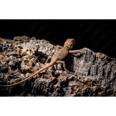 Pogona baby Hypo leatherback RED 